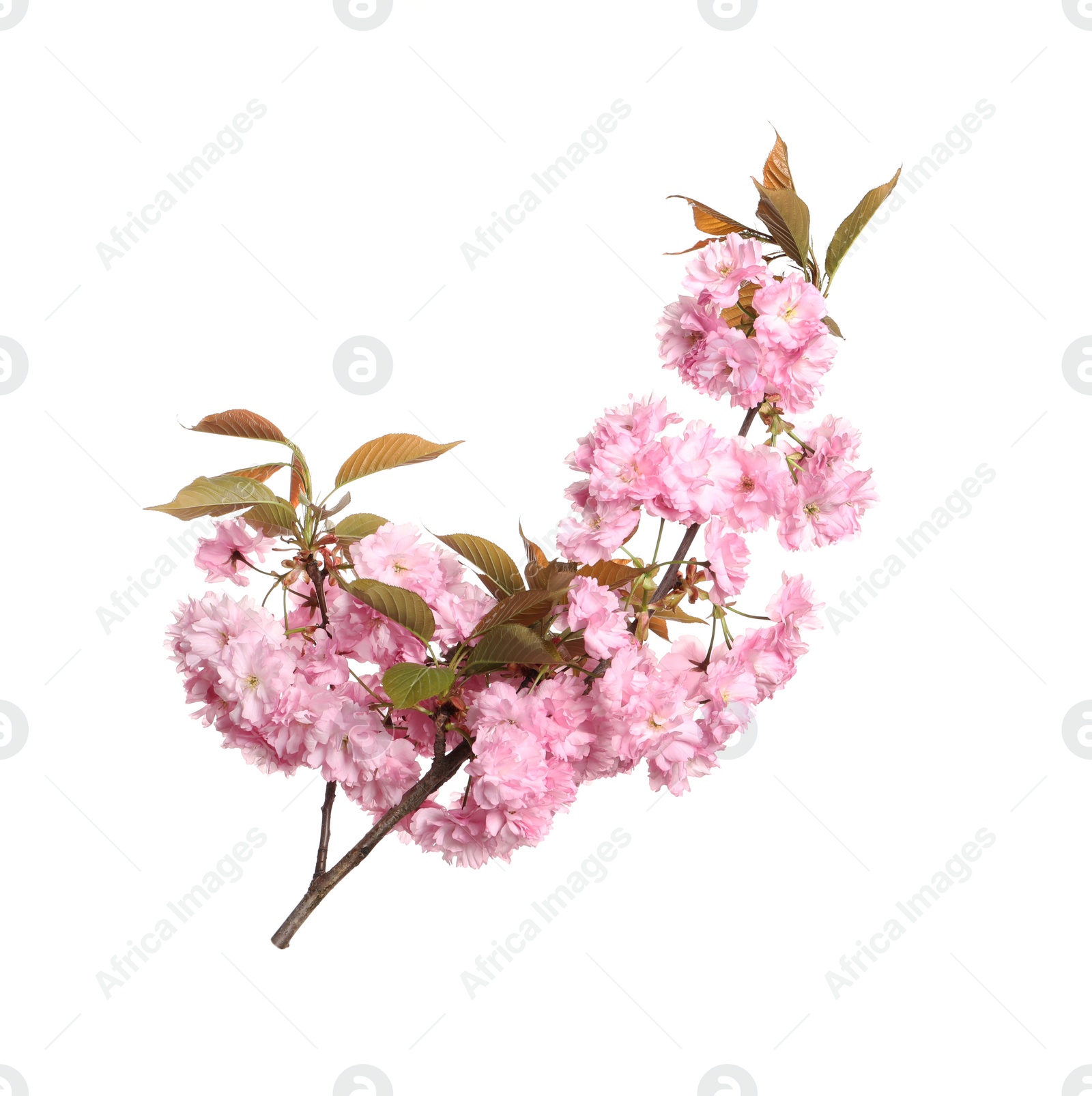 Photo of Beautiful sakura tree branch with pink flowers isolated on white