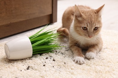 Cute ginger cat near overturned houseplant on carpet at home