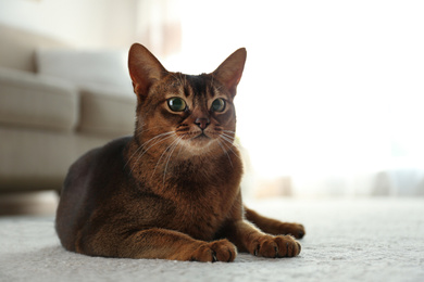 Photo of Beautiful Abyssinian cat on floor at home. Lovely pet