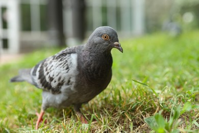 Photo of Beautiful grey dove on green grass outdoors, closeup