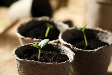 Young seedlings in peat pots, closeup view