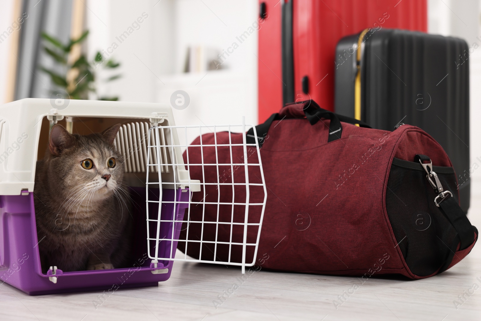 Photo of Travel with pet. Cute cat in carrier and bag at home