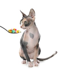 Image of Cute sphynx cat and spoon full of different pills on white background. Vitamins for animal 