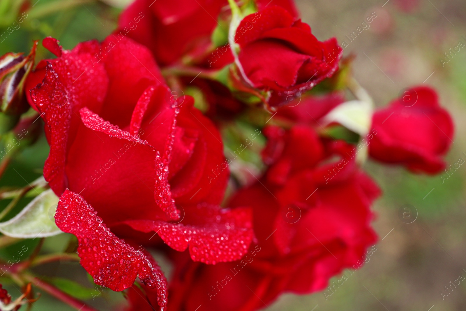 Photo of Beautiful blooming roses in green garden, closeup view