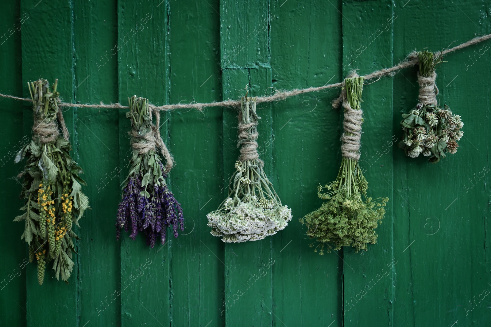 Photo of Bunches of different beautiful dried flowers hanging on rope near green wooden wall