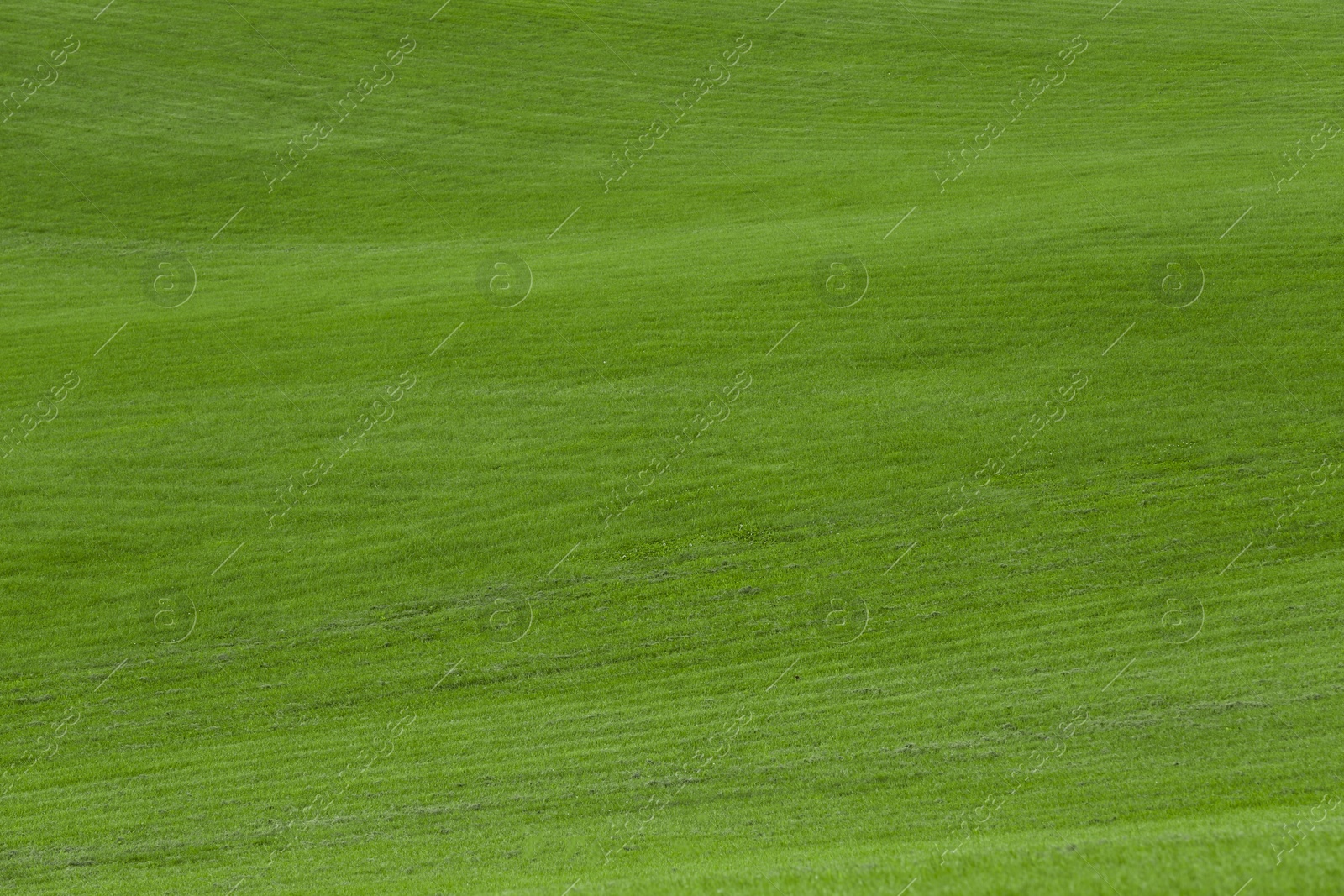 Photo of Beautiful lawn with bright green grass outdoors