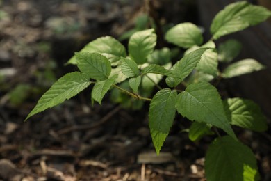 Photo of Beautiful wild plant with green leaves growing outdoors, closeup