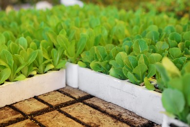 Photo of Young green lettuce in seedling trays on table