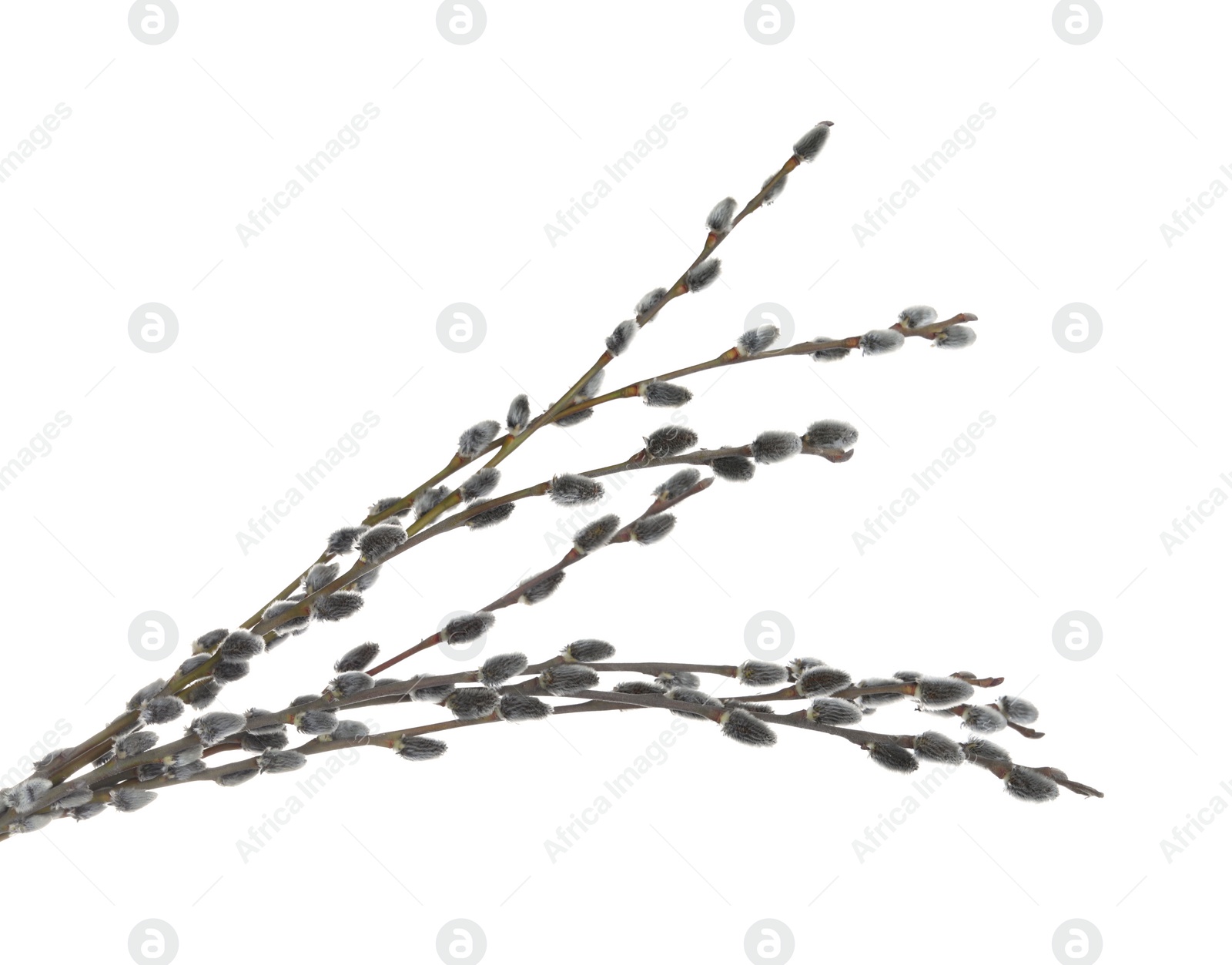 Photo of Beautiful blooming pussy willow branches on white background