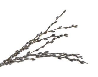 Photo of Beautiful blooming pussy willow branches on white background