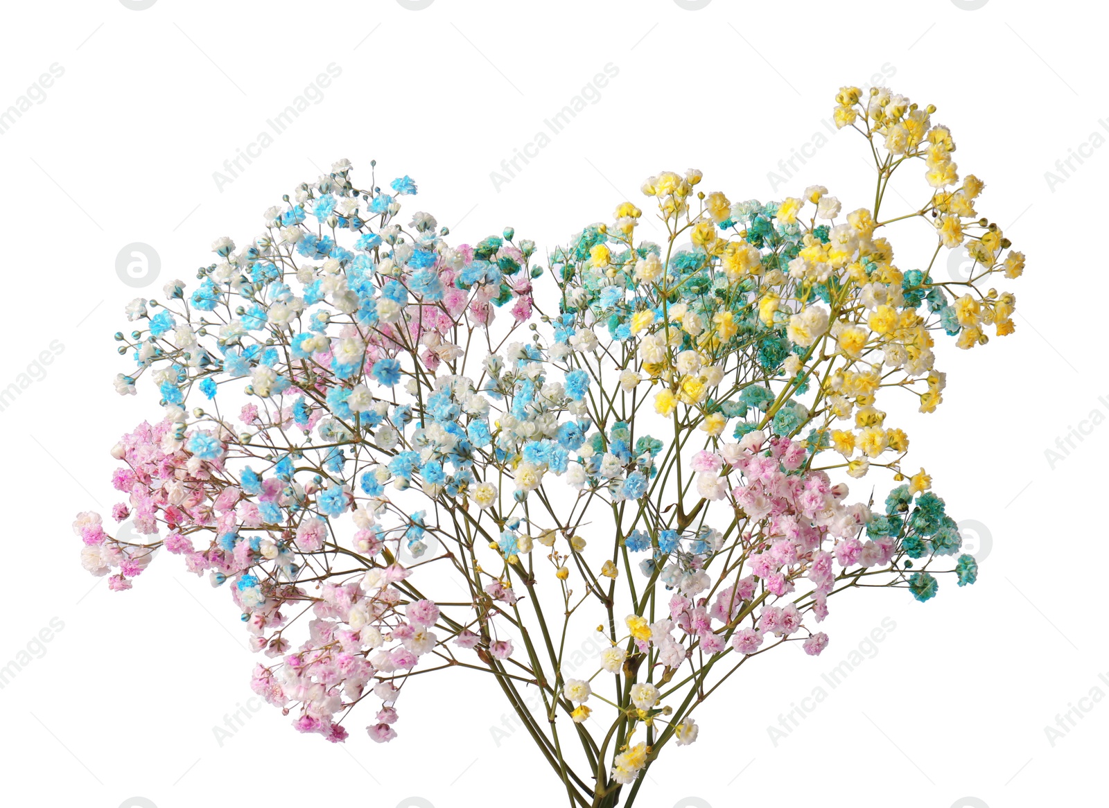 Photo of Beautiful colorful gypsophila flowers on white background