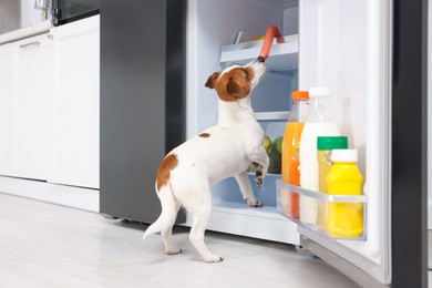 Photo of Cute Jack Russell Terrier trying to steal sausage from refrigerator indoors