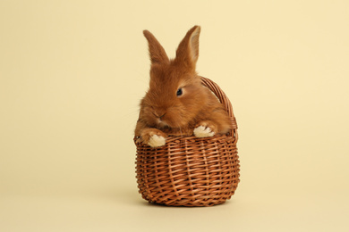Photo of Adorable fluffy bunny in wicker basket on yellow background. Easter symbol