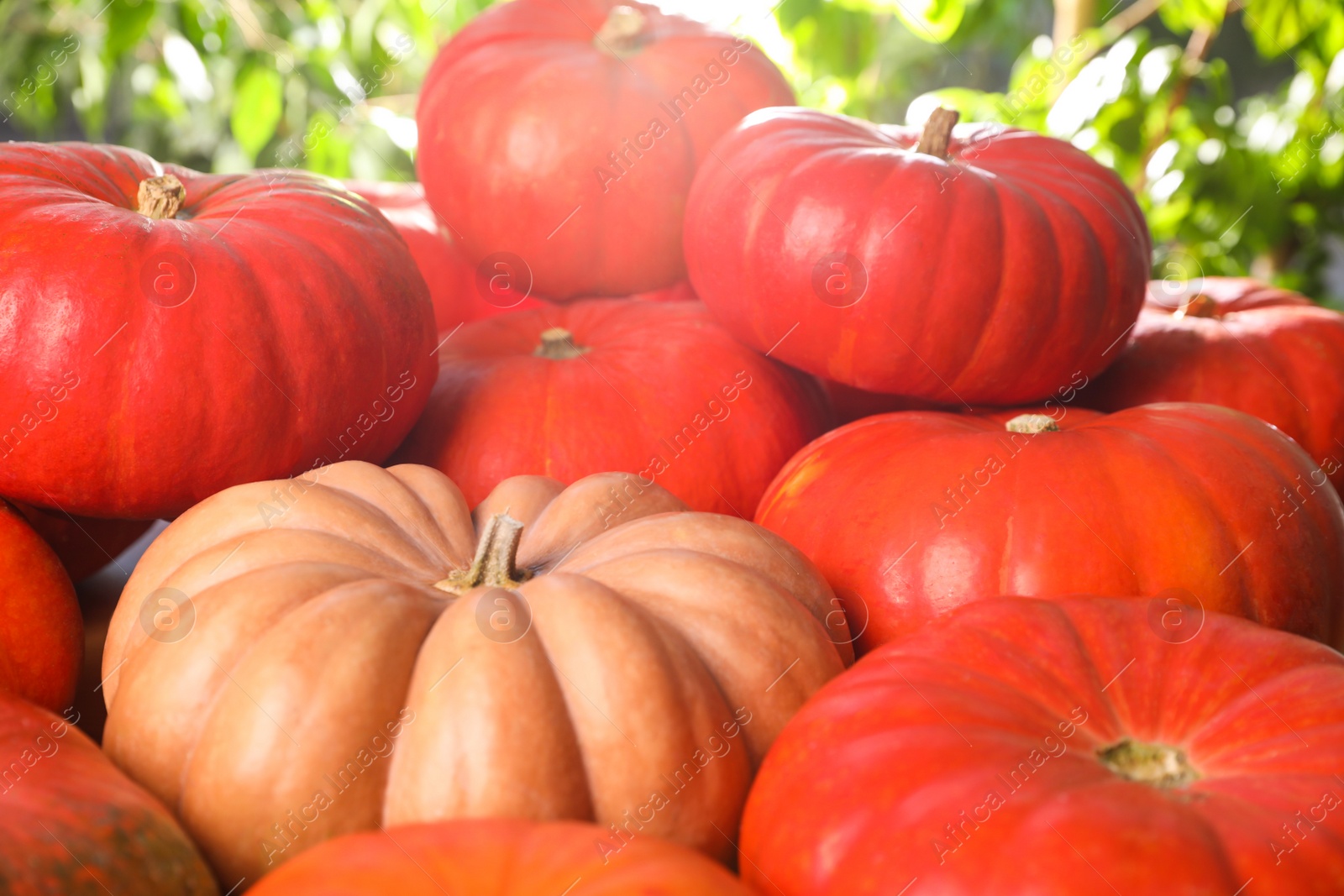 Photo of Many ripe orange pumpkins on blurred background, closeup