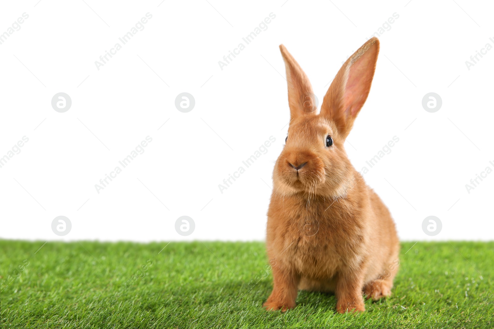 Photo of Cute bunny on green grass against white background, space for text. Easter symbol