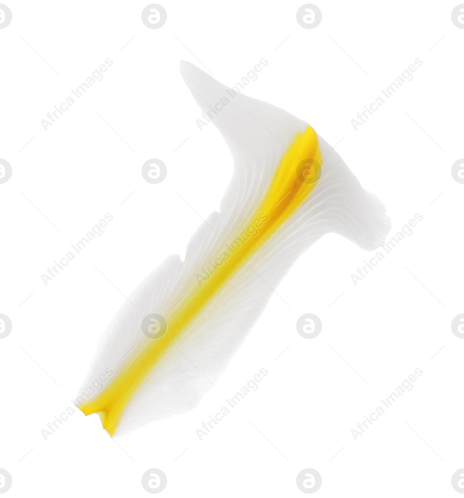 Photo of Beautiful fresh narcissus petal isolated on white