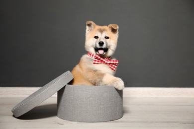 Photo of Adorable Akita Inu puppy looking into camera in gift box near wall