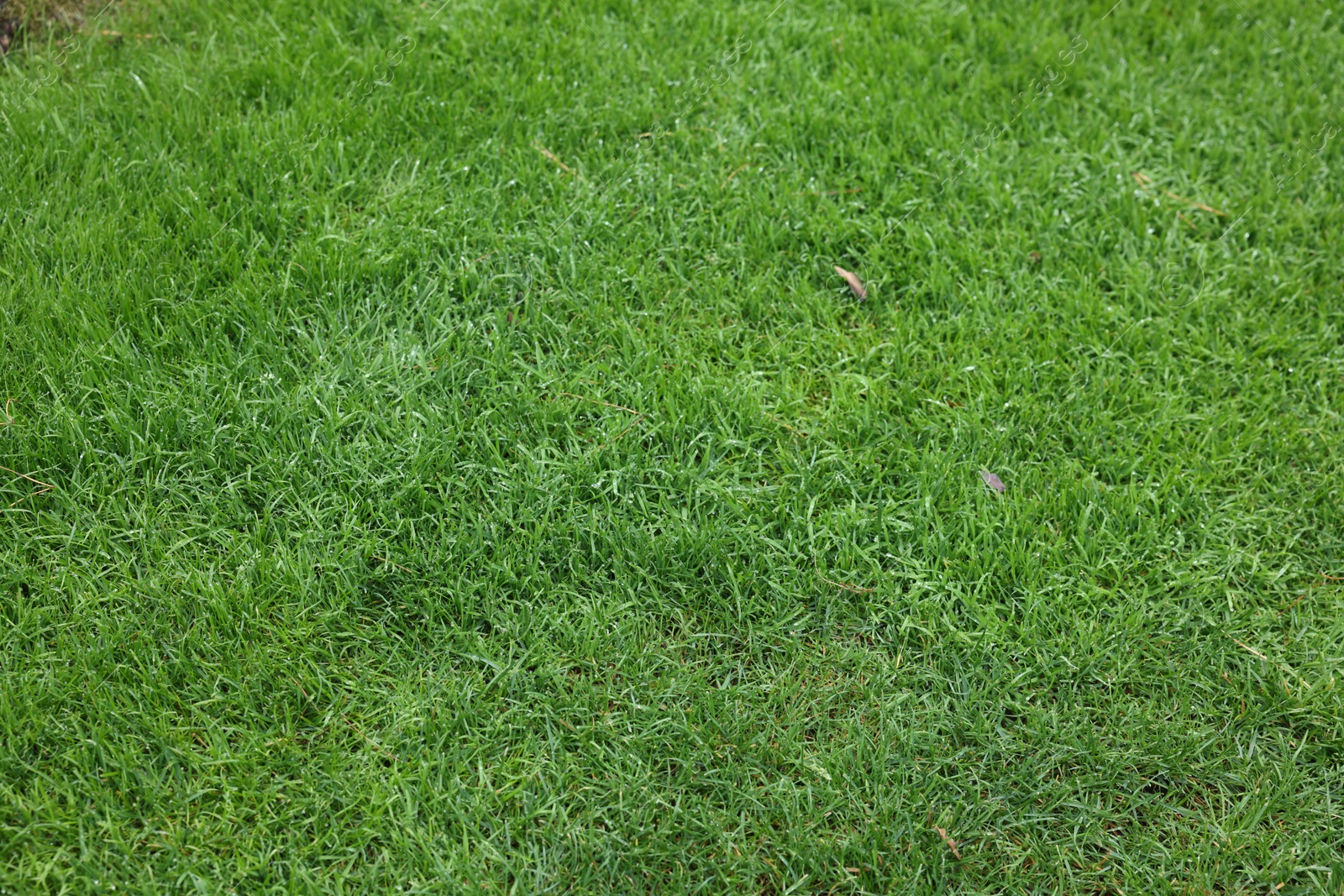 Photo of Beautiful freshly cut green lawn as background