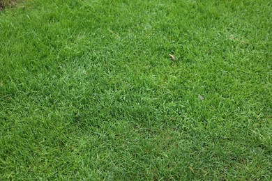 Beautiful freshly cut green lawn as background