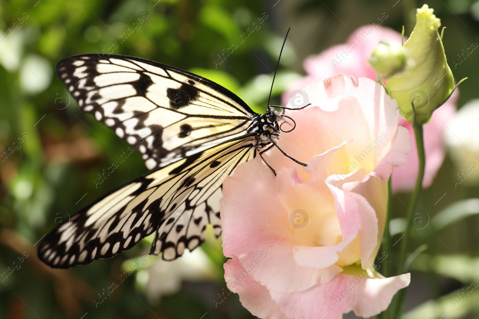 Photo of Beautiful rice paper butterfly on pink flower in garden