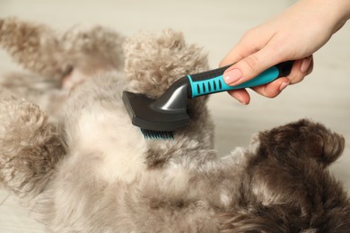 Photo of Woman brushing cute Maltipoo dog indoors, closeup. Lovely pet