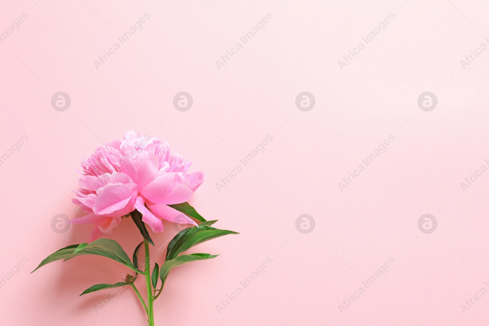 Photo of Beautiful fragrant peony flower on color  background