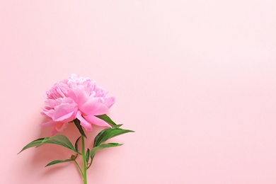 Beautiful fragrant peony flower on color  background