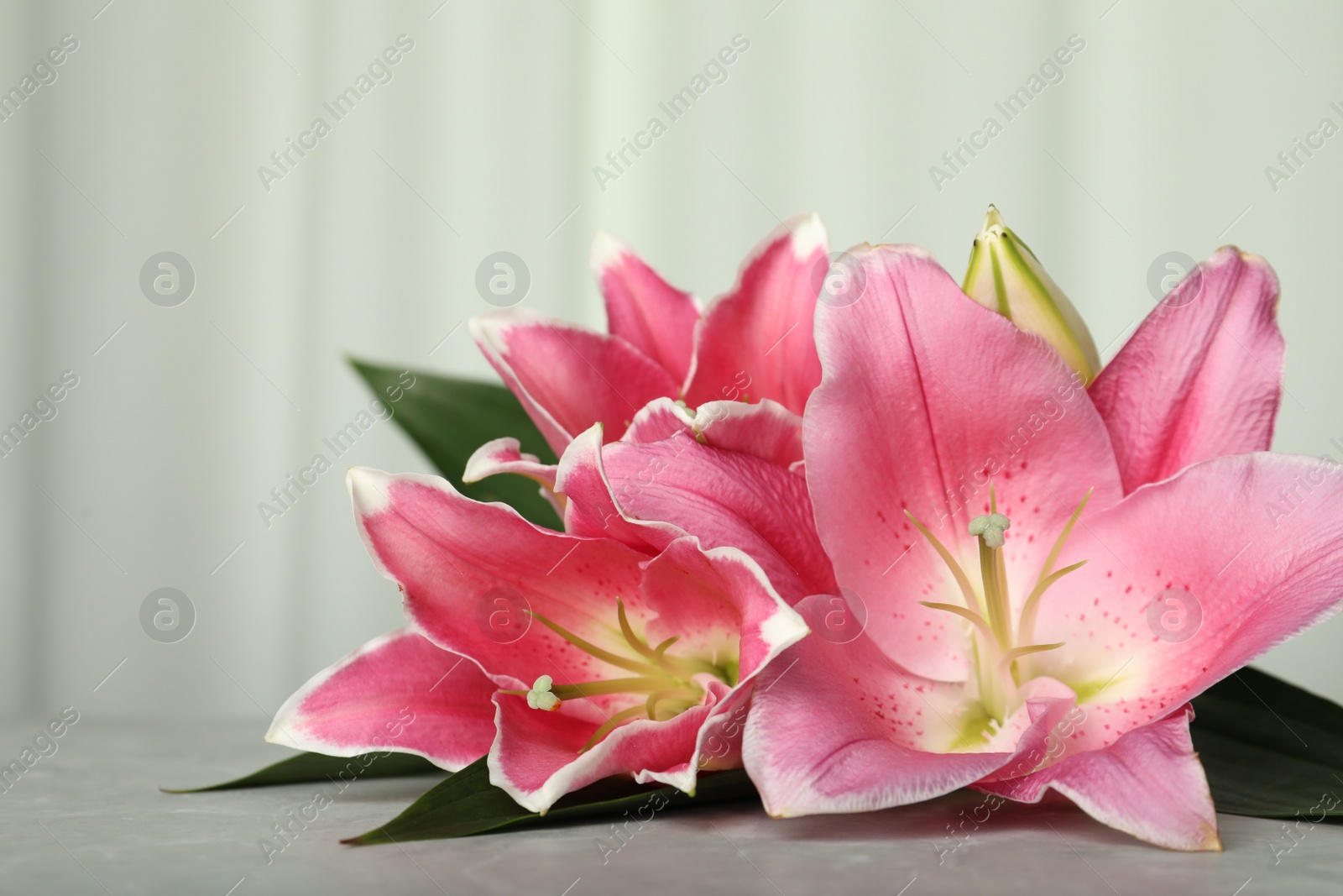 Photo of Beautiful pink lily flowers on grey table, closeup