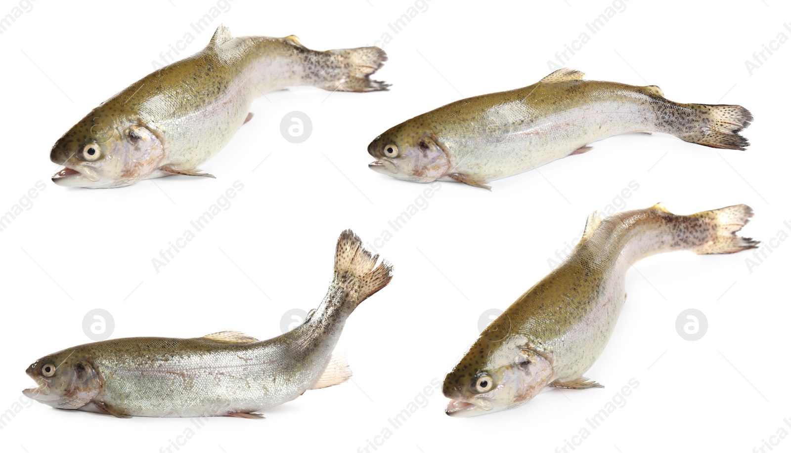 Image of Set of fresh cutthroat trout fish on white background