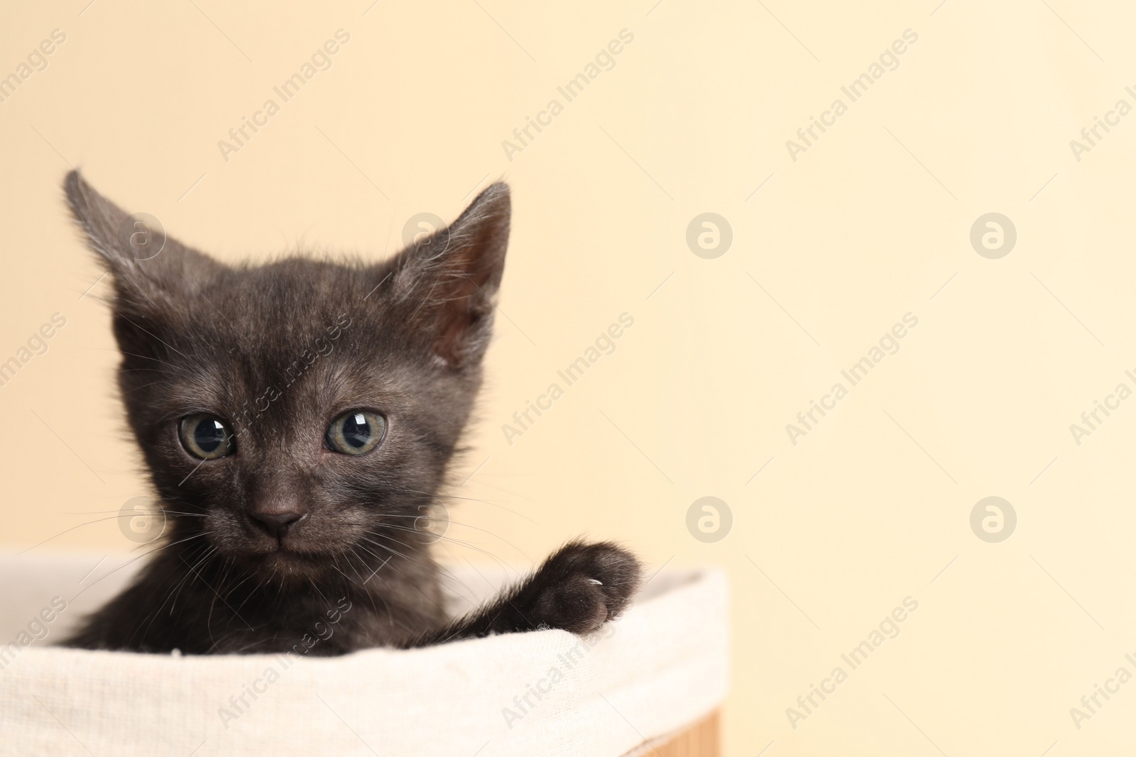 Photo of Cute fluffy kitten in basket against beige background, space for text. Baby animal