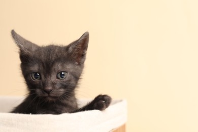 Cute fluffy kitten in basket against beige background, space for text. Baby animal