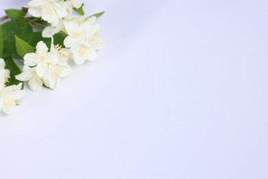 Photo of Beautiful jasmine flowers on white background, above view. Space for text