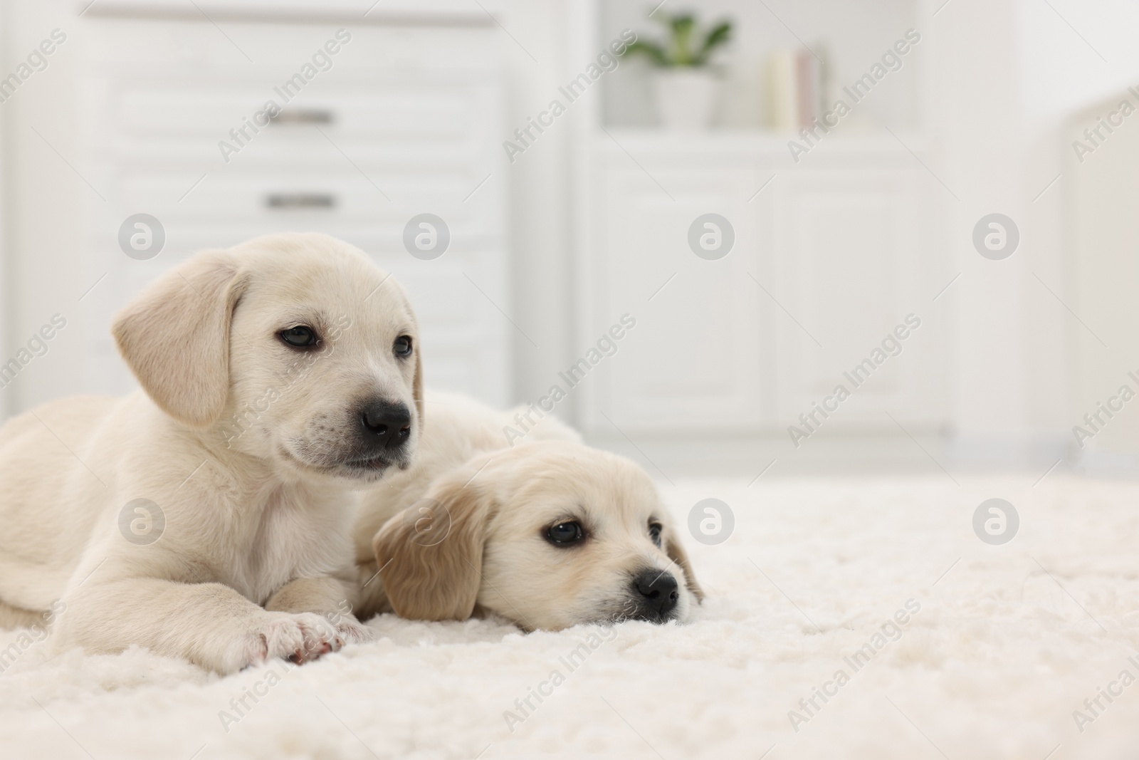 Photo of Cute little puppies on white carpet at home. Space for text