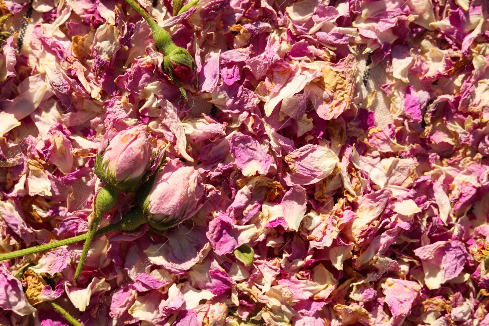 Photo of Scattered dried tea rose flowers and petals as background, top view