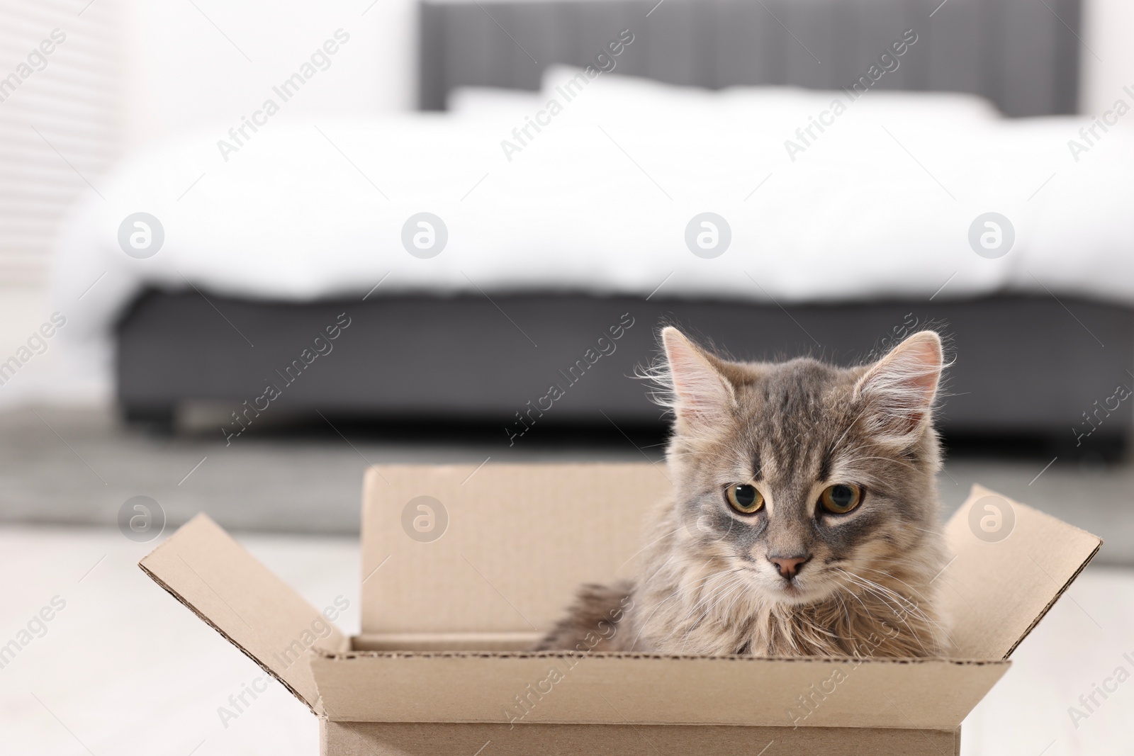 Photo of Cute fluffy cat in cardboard box at home. Space for text