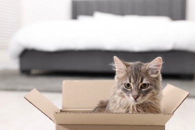 Cute fluffy cat in cardboard box at home. Space for text