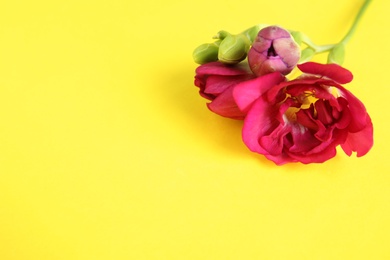 Photo of Beautiful freesia flower on color background. Space for text