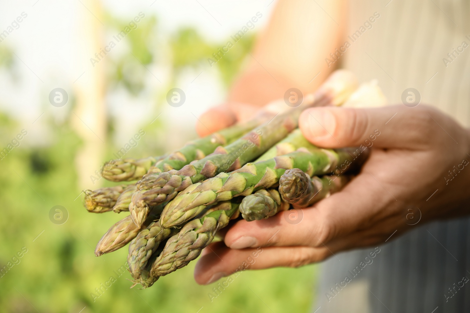 Photo of Man holding fresh raw asparagus outdoors, closeup