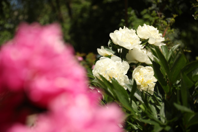 Photo of Beautiful blooming white peony bush outdoors on sunny day