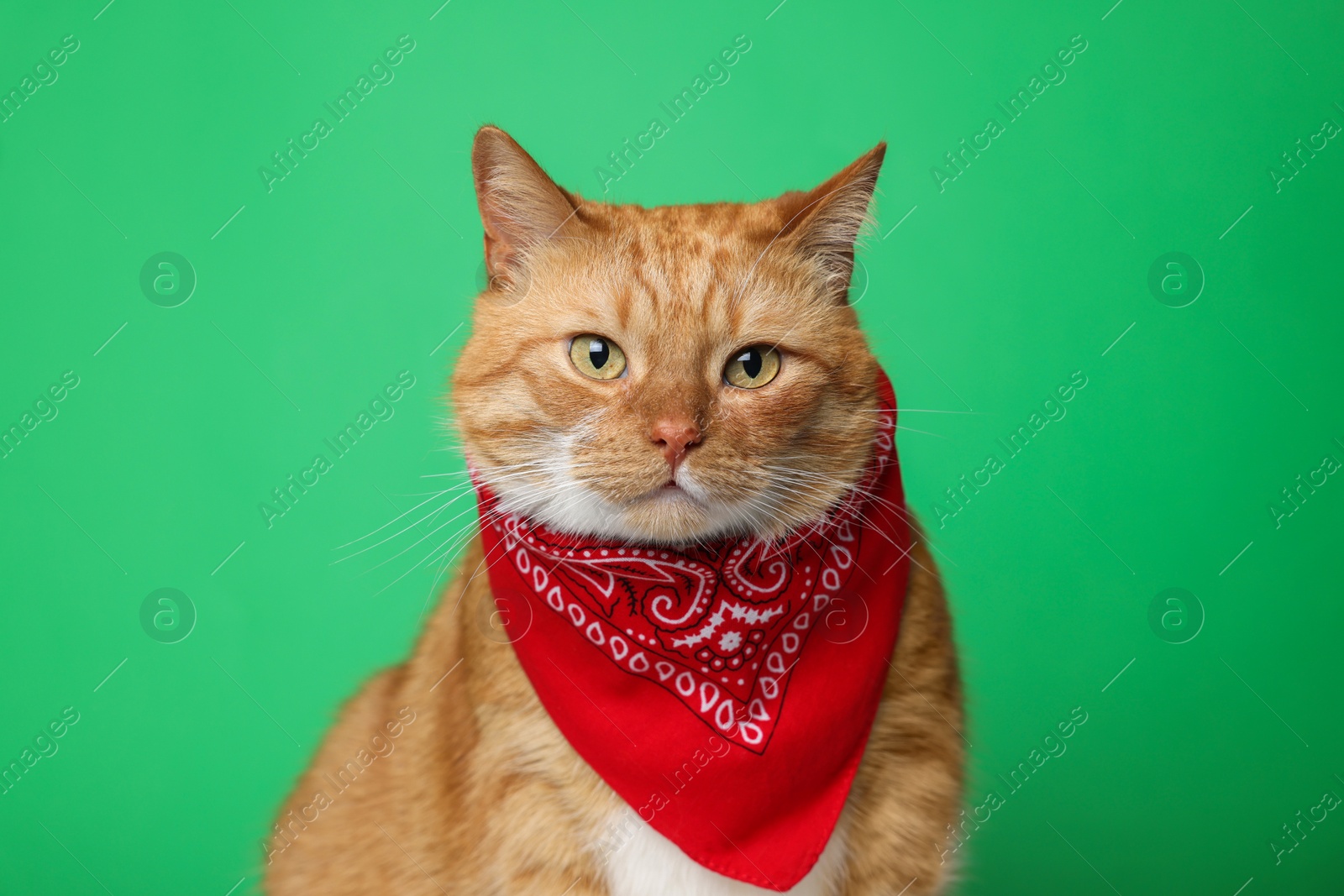 Photo of Cute ginger cat with bandana on green background. Adorable pet