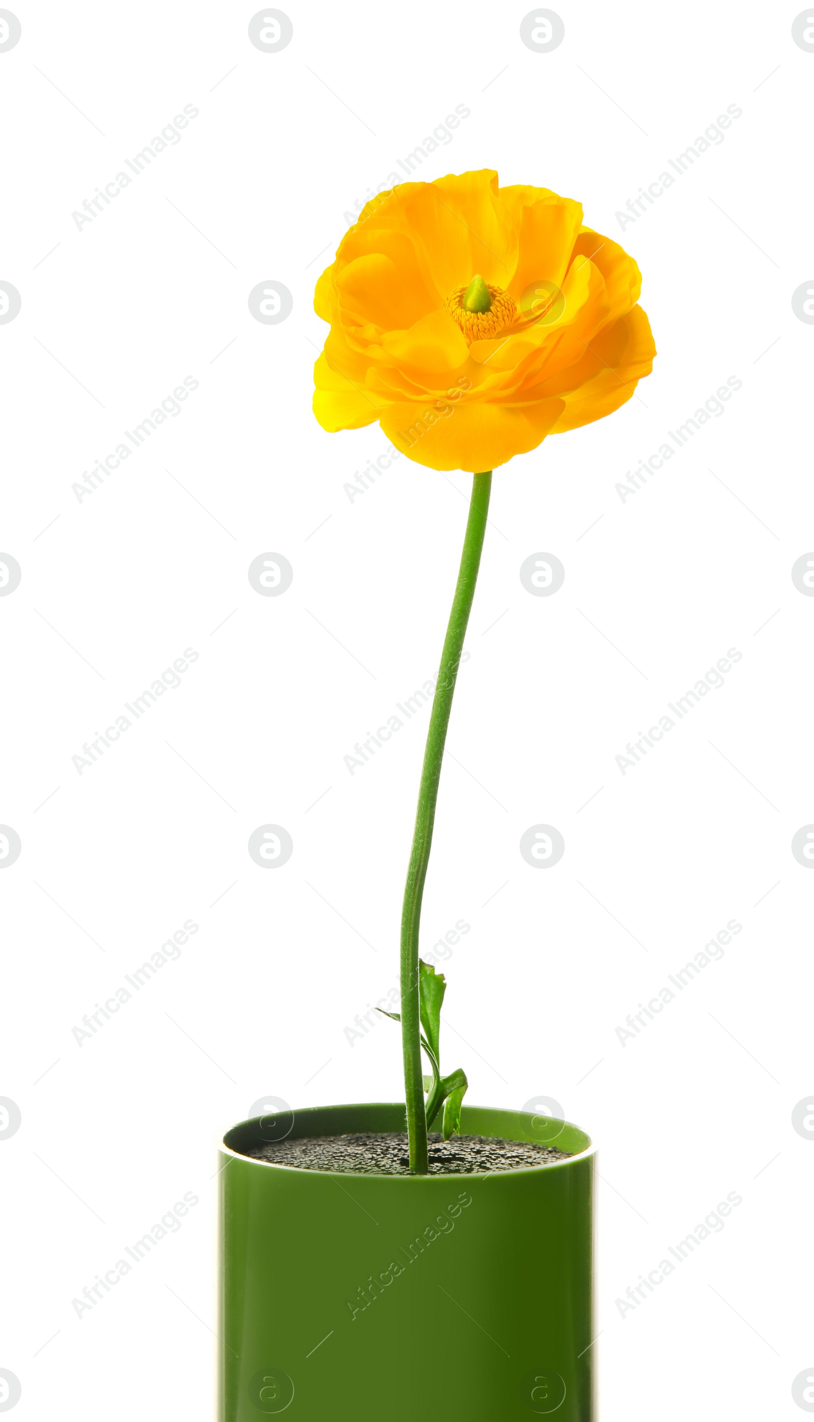 Photo of Beautiful ranunculus flower on white background