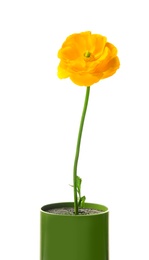 Photo of Beautiful ranunculus flower on white background