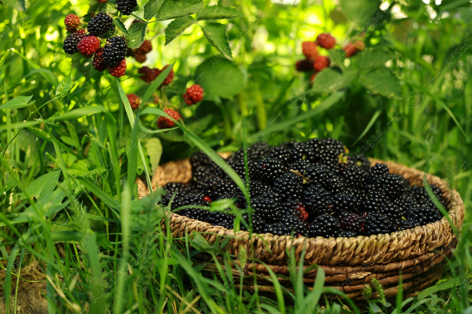 Photo of Wicker bowl with tasty ripe blackberries on green grass outdoors