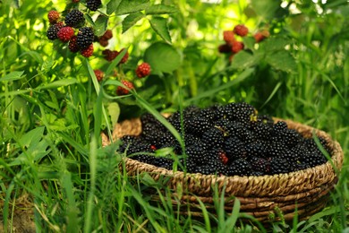 Wicker bowl with tasty ripe blackberries on green grass outdoors