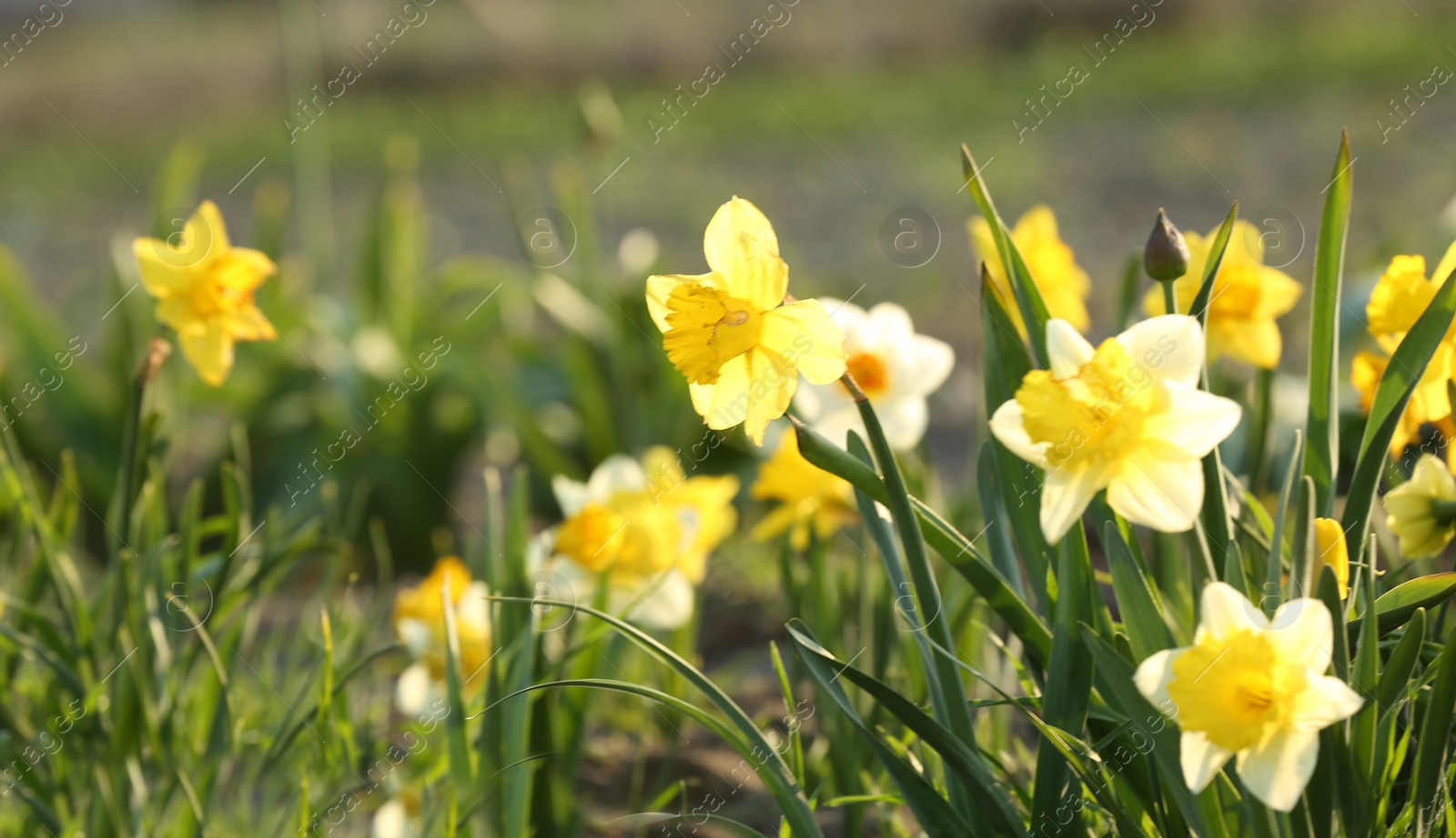 Photo of Field with fresh beautiful narcissus flowers on sunny day