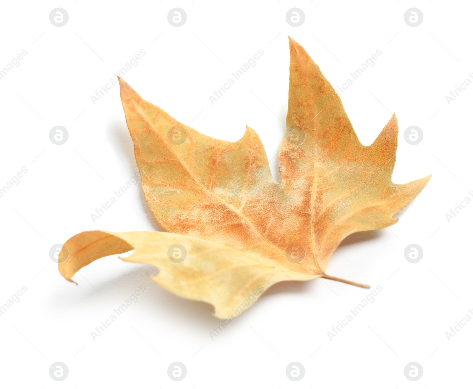 Photo of Beautiful autumn leaf on white background. Fall foliage