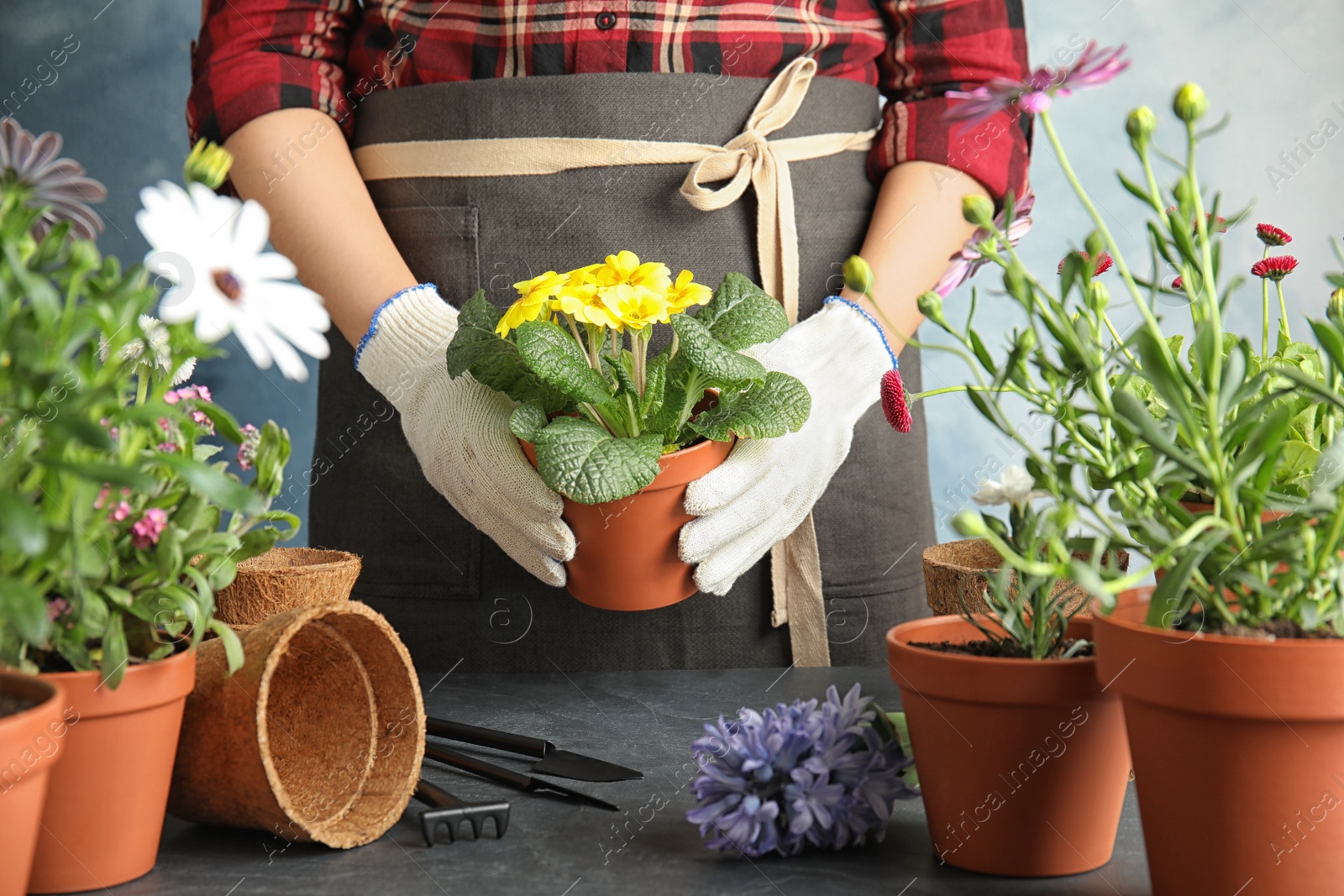 Photo of Woman taking care of flowers indoors, closeup. Home gardening