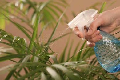 Photo of Woman spraying water onto houseplant against pale brown wall, closeup