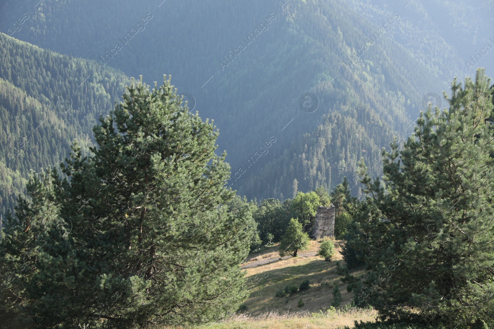 Photo of Picturesque view mountain landscape with meadow and forest on sunny day