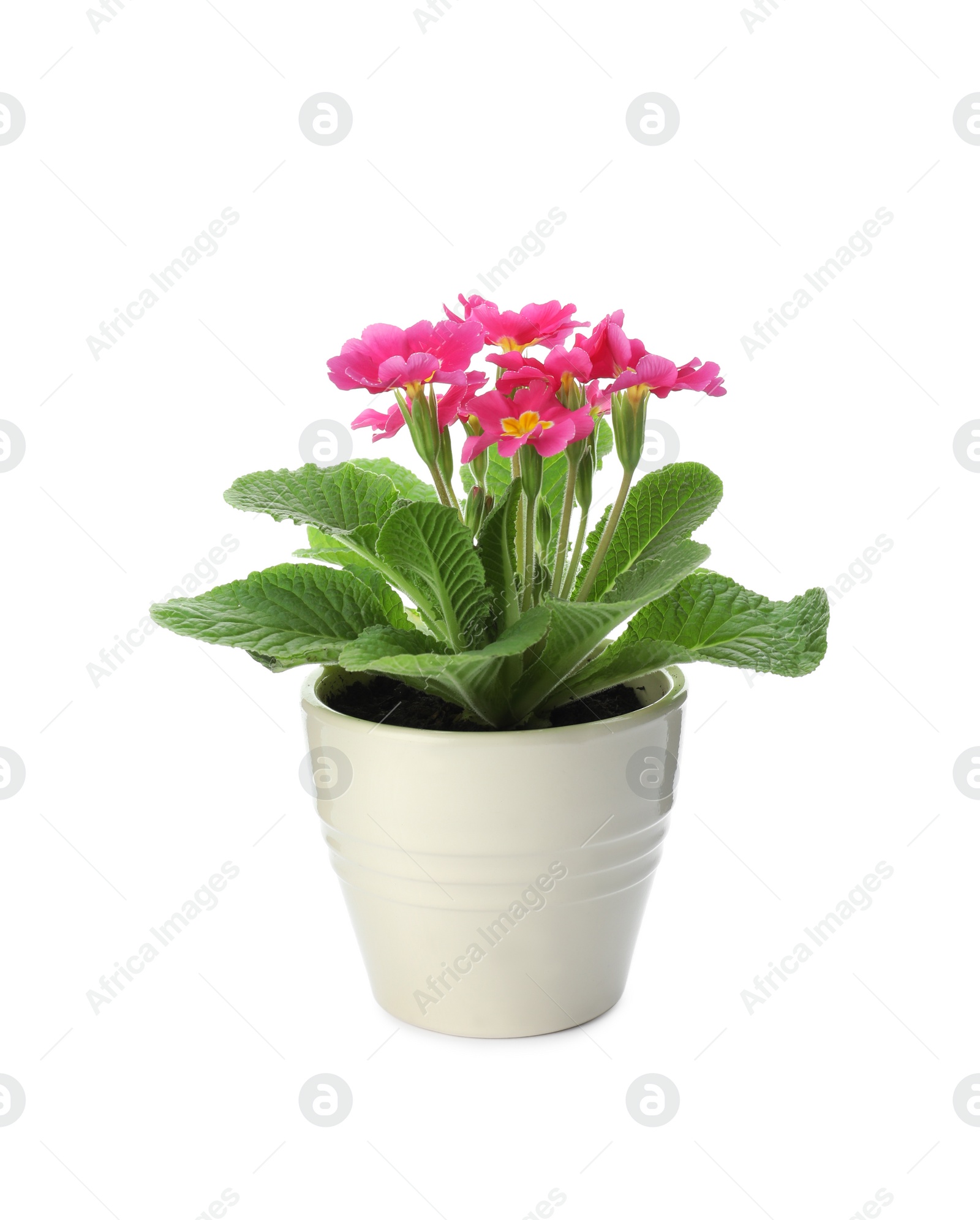 Photo of Beautiful potted primula flowers isolated on white